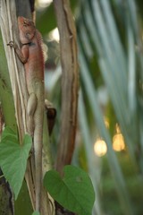 Lézard