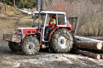 holzernte © photo 5000