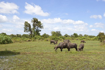 Fototapeta premium sri lankan landscape with buffalo