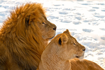 Fototapeta premium Lion couple lying in the snow