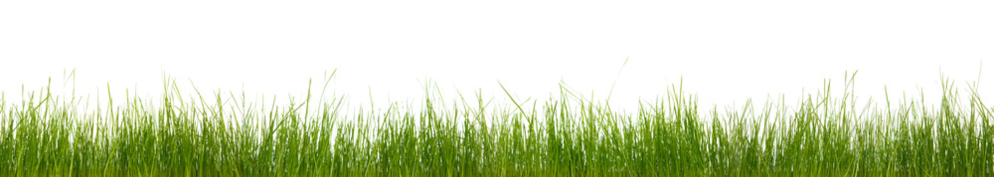 Extra large horizontal strip of grass, dirt, and roots isolated