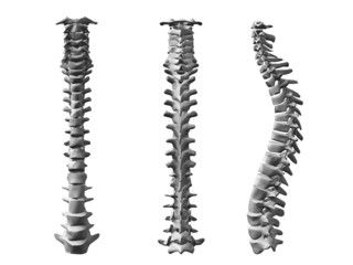 spinal cord - 30093233