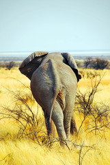 Elephant, Etosha (Namibie)