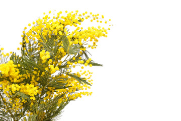 Fototapeta premium branch of a mimosa on a white background
