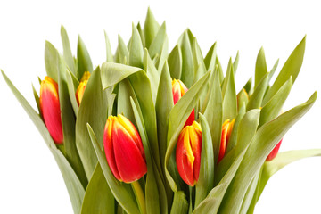 beautiful tulips