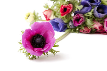 Anemone lilla