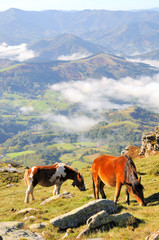 pottok