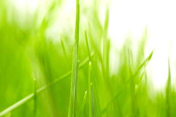 Fresh green grass background