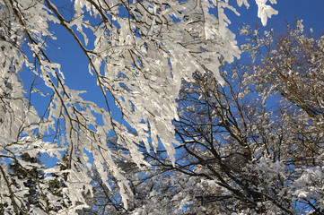 Snow in forest