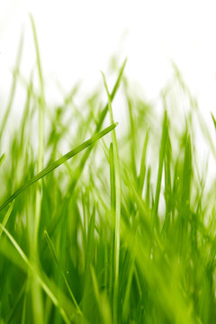 grass background © ZoomTeam
