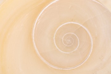 Operculum mit spiralförmigem Muster von Muschel am Strand