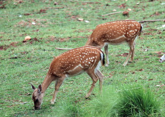 Deers and bucks Sierra de Cazorla Jaen Spain