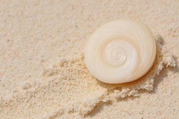 Operculum mit spiralförmigem Muster von Muscheln am Strand