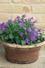 Fototapeta na wymiar Little Purple Flowers