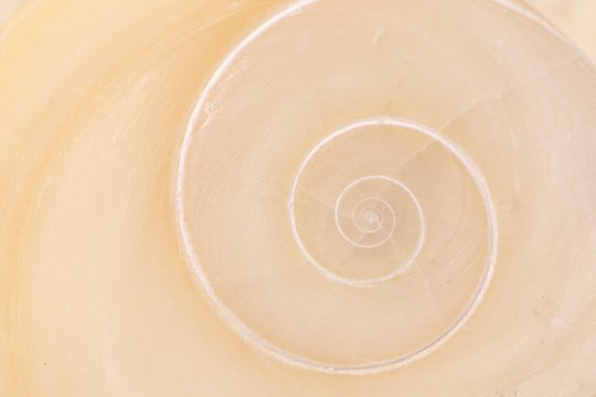 Operculum mit spiralf&ouml;rmigem Muster von Muschel am Strand