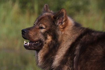 Eurasier