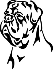 Dogue de Bordeaux / Bordeaux-Dogge