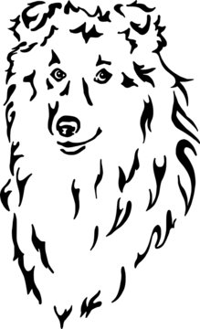 Sheltie / Shetland Sheepdog / Hundekopf