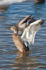 Grey duck in river winter sunny day