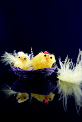 Easter chicks © imaginelen