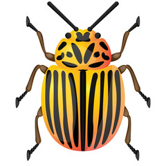 Colorado potato beetle
