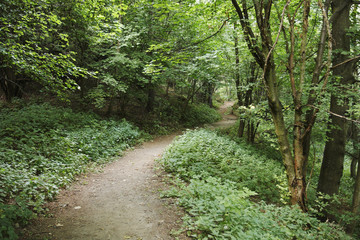 Woodland Path