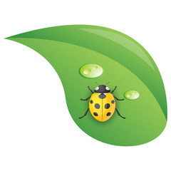 Ladybug