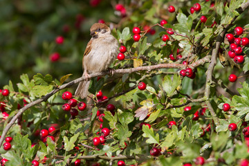 Tree Sparrow