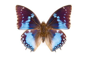 Black and blue butterfly Charaxes smaragdalis isolated