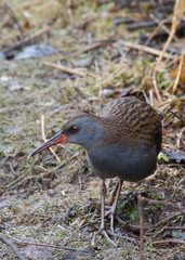 Water rail (Rallus aquaticus)