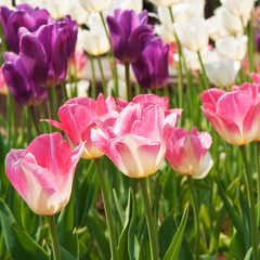 tulips