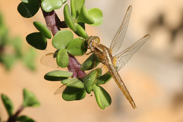 Dragonfly