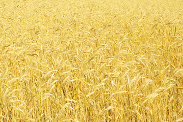 rye