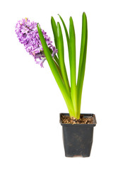 hyacinth