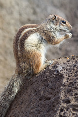 Ground Squirrel