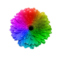Gerbera bloem in verschillende kleuren