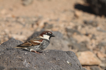 sparrow