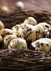 Obraz premium Quail eggs in the nest