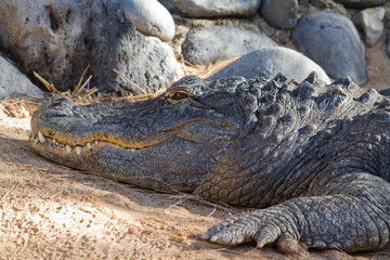 Crocodile