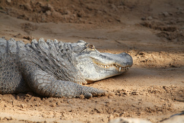 Obraz premium Crocodile