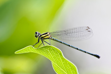 Small dragonfly on green leaf