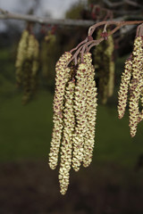 Naklejka premium catkins hanging from tree