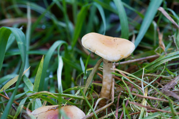 Fungus