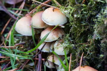 Fungus
