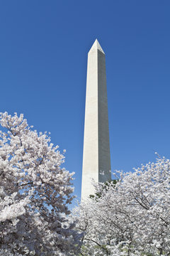Cherry Blossoms Around Washington DC Monument USA