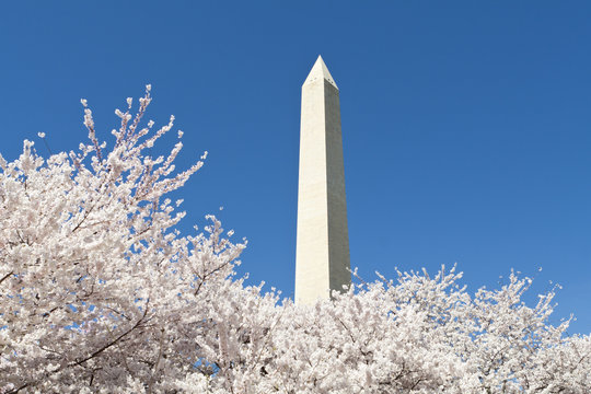 Japanese Cherry Tree Blossoms Washington Monument