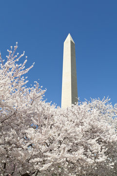 Cherry Blossoms Around Washington DC Monument