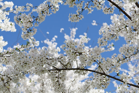 Japanese Cherry Blossoms Spring Washington DC USA