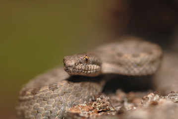 Arizona Rattlesnakes
