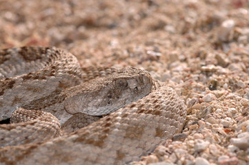 Rattlesnakes Of Arizona